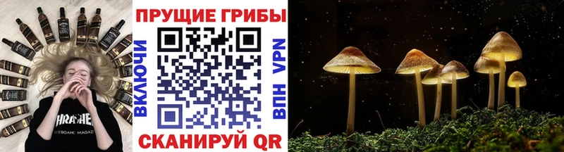 Псилоцибиновые грибы Cubensis  где купить   Владивосток 